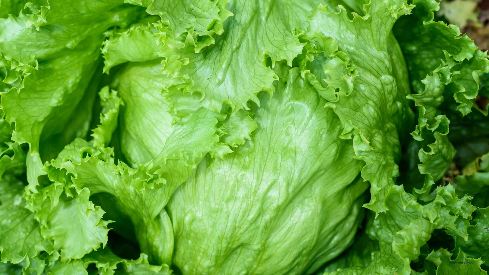 8 Health Benefits of Iceberg Lettuce
