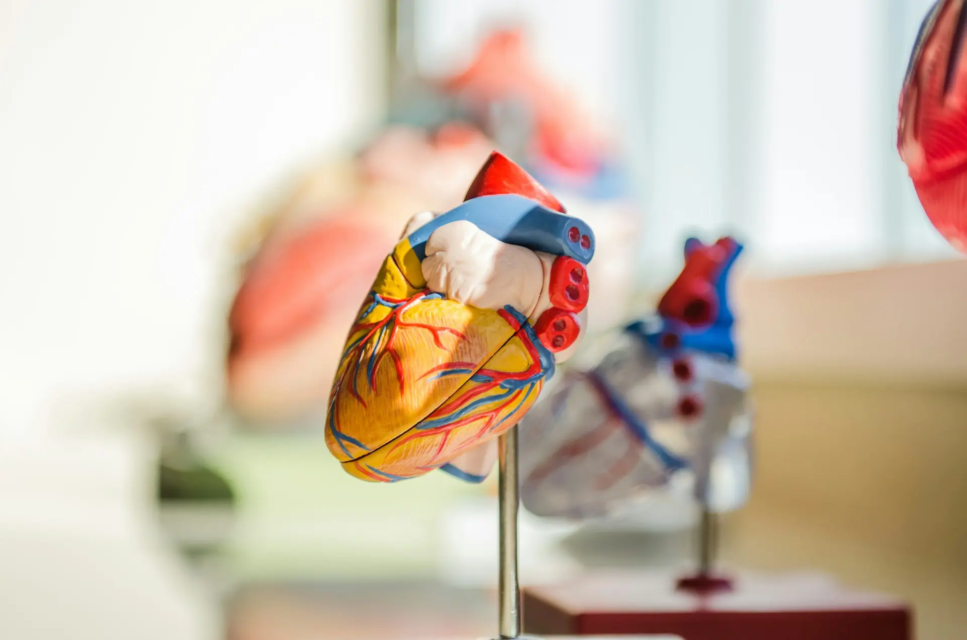 Cardiovascular Disease Symptoms: What to Watch For