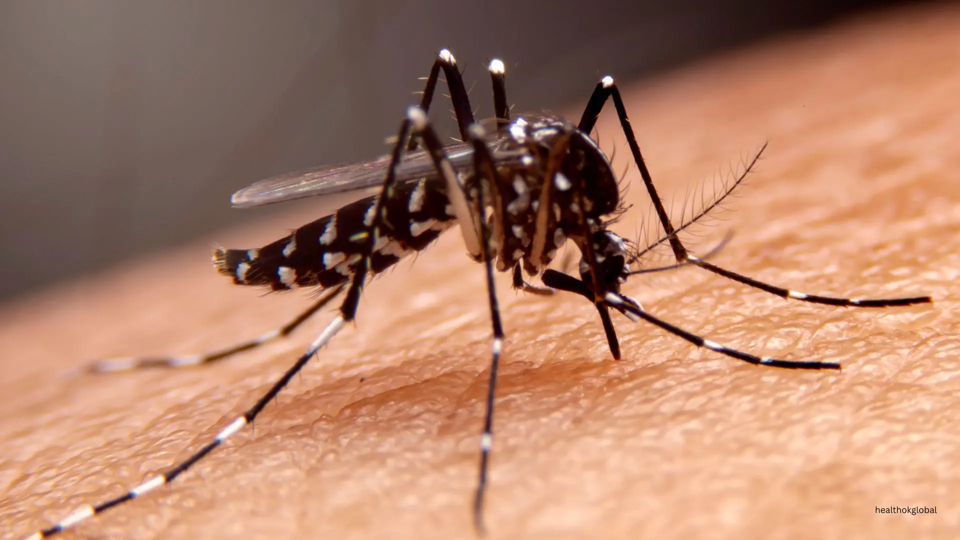 Dengue vs Malaria: Key Differences and Impact