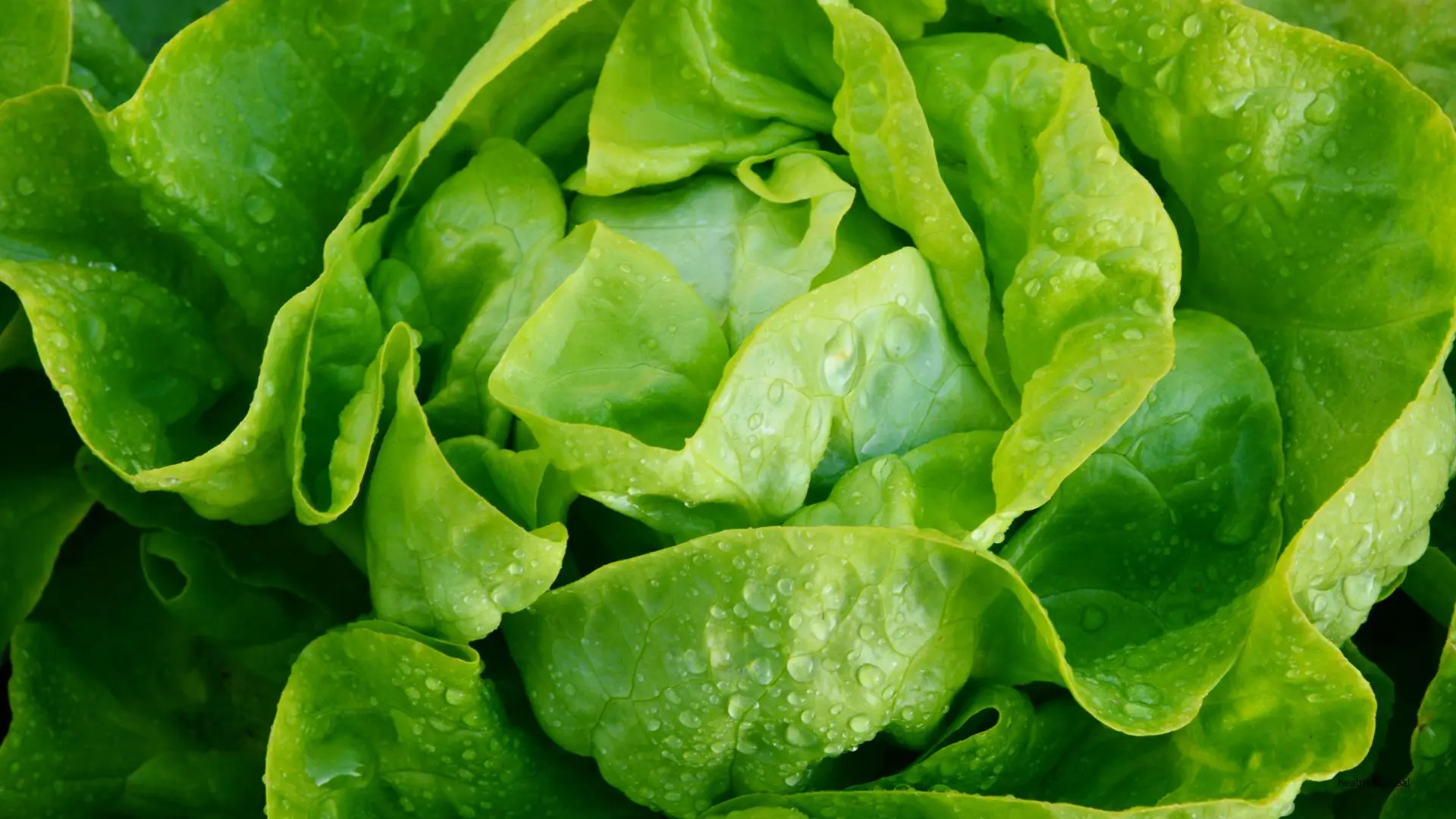 Discover the Nutritional Power of Water Lettuce: Health Benefits