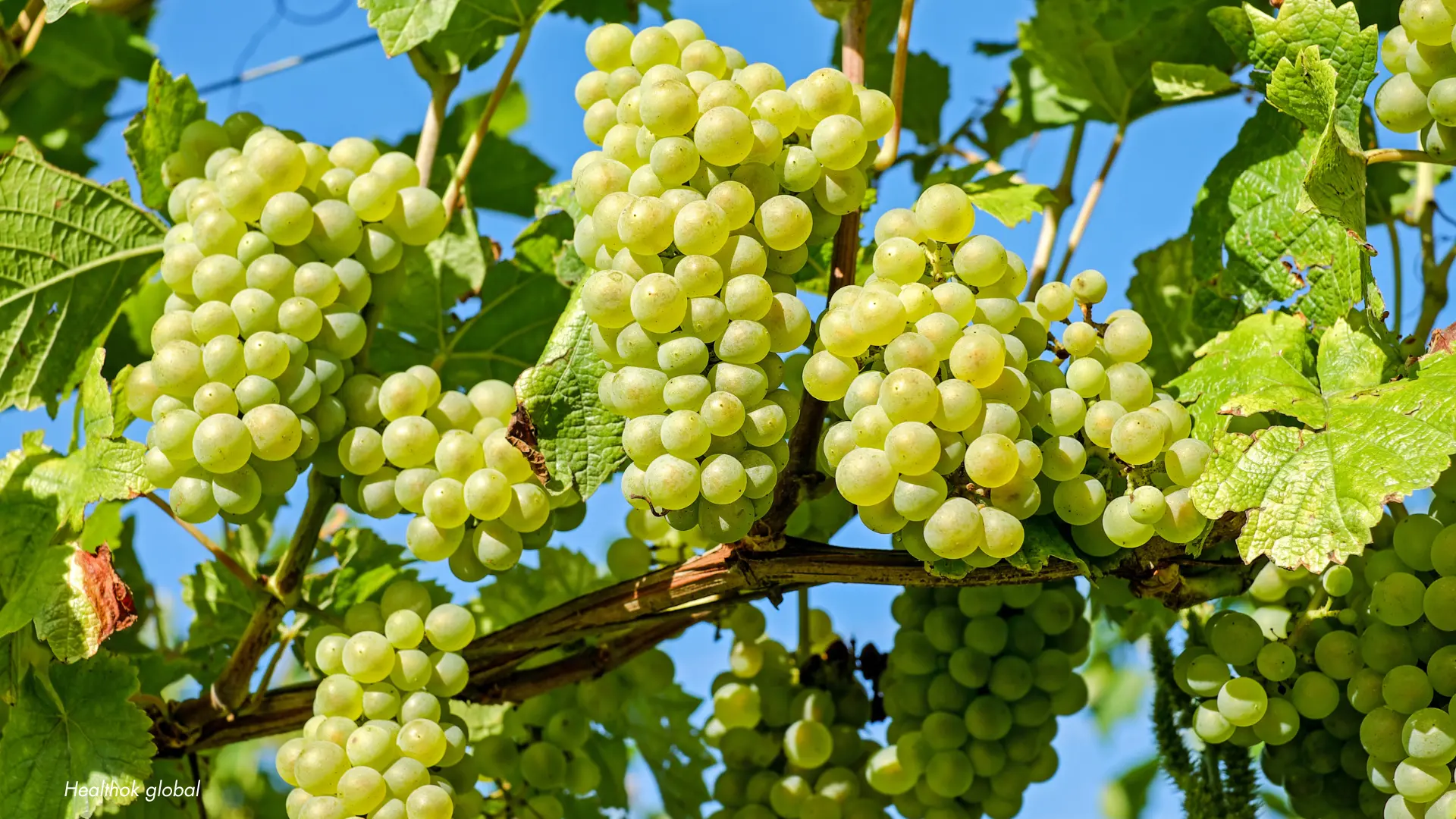 Grapes Benefits: Nutrition, Juice, and Wellness Guide