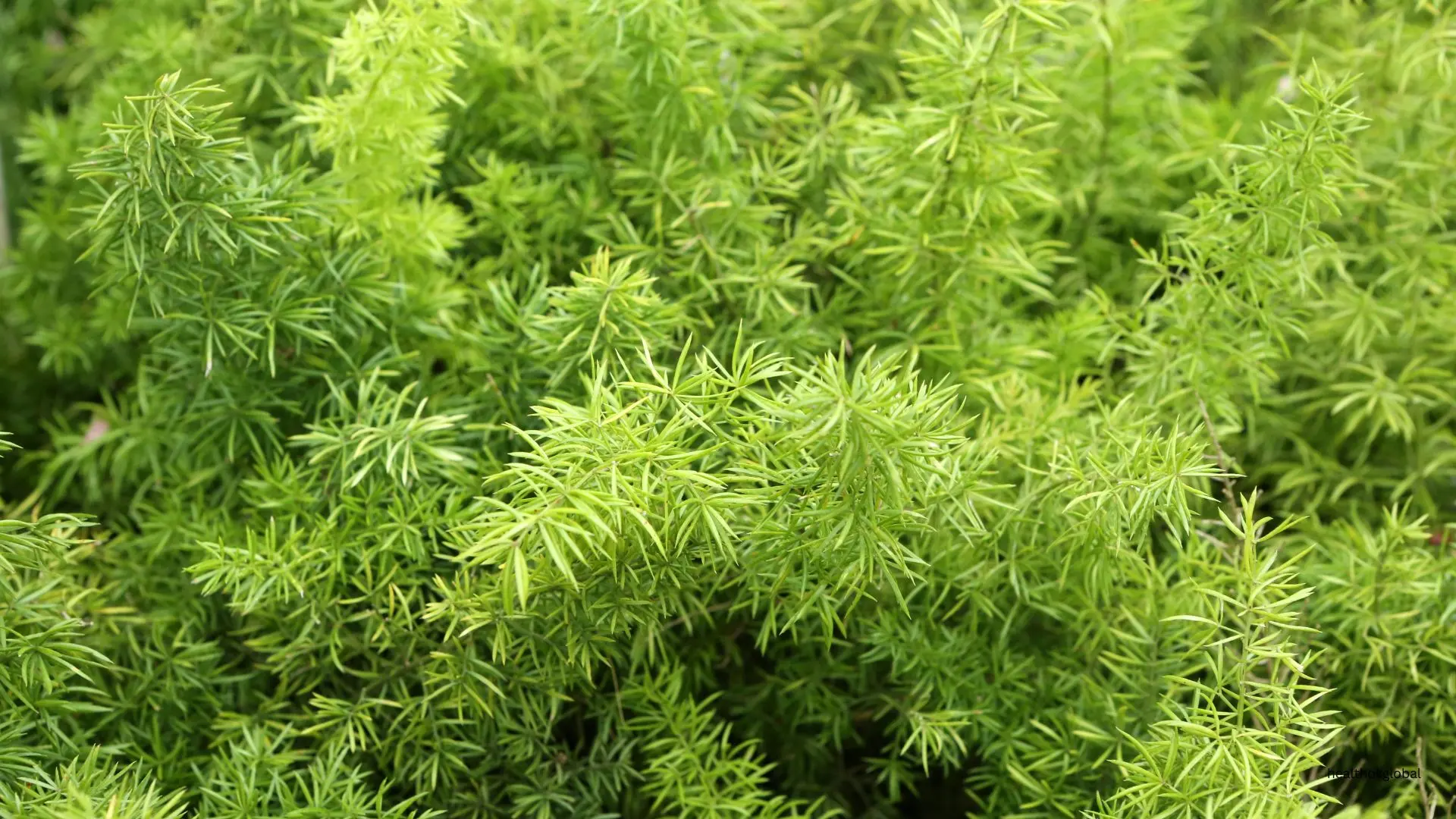 Health Benefits of Asparagus Densiflorus: A Nutritional Powerhouse