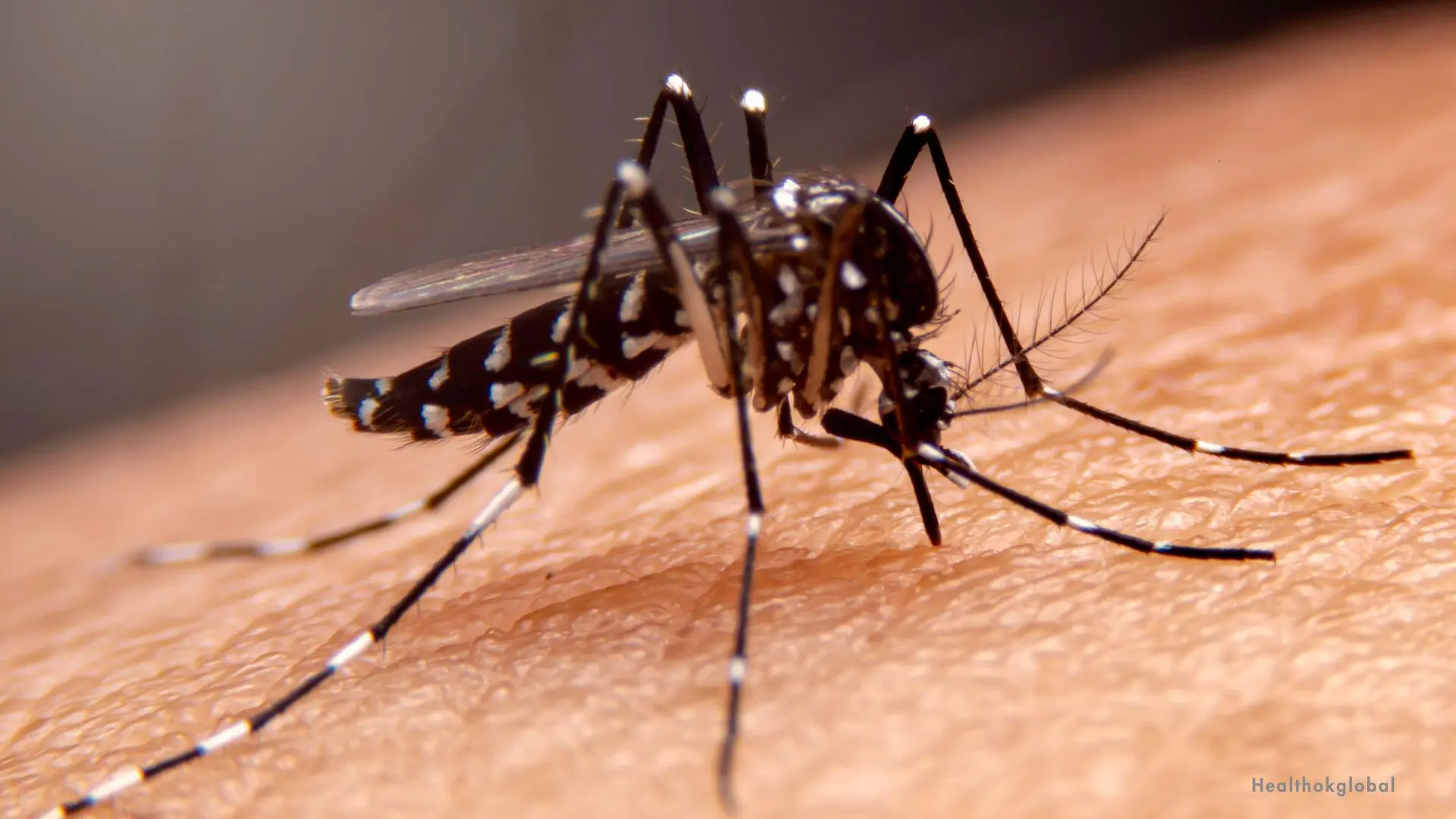 Understanding Dengue Test: Importance, Types, and Procedures