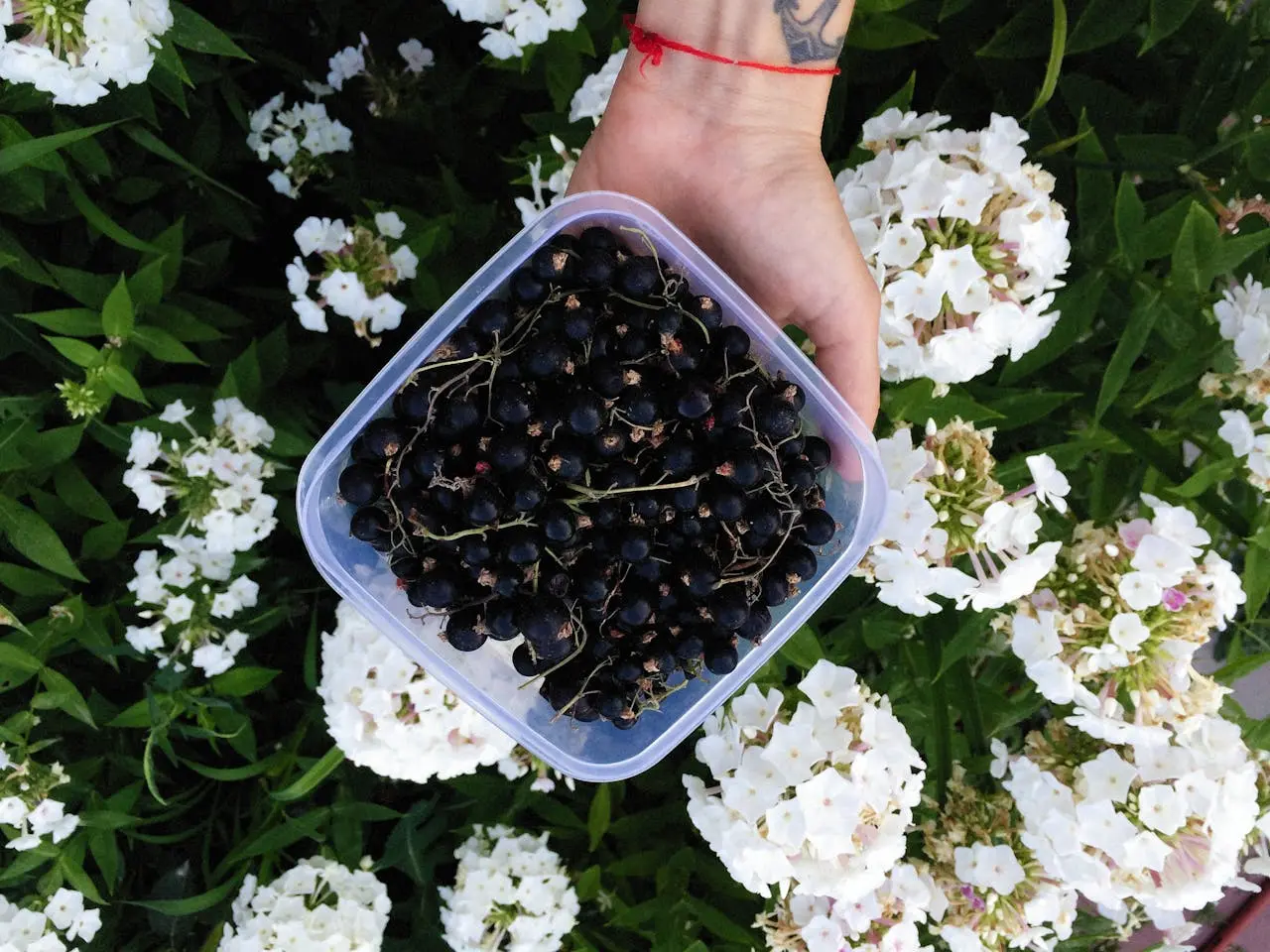 Unlocking Weight Loss: Burn Fat with Blackcurrant