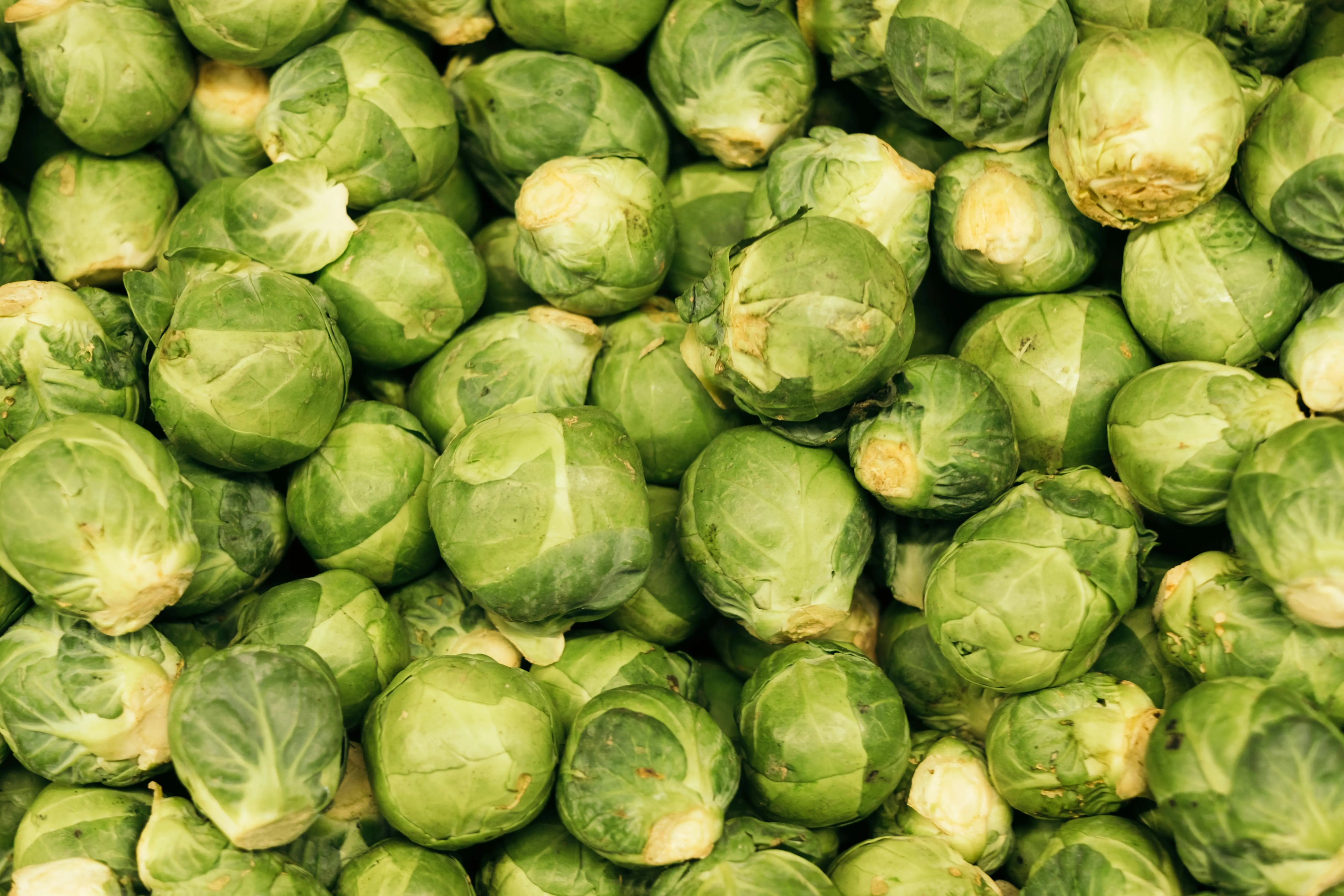 Unveiling the Health Benefits of Cabbage: A Superfood in Disguise