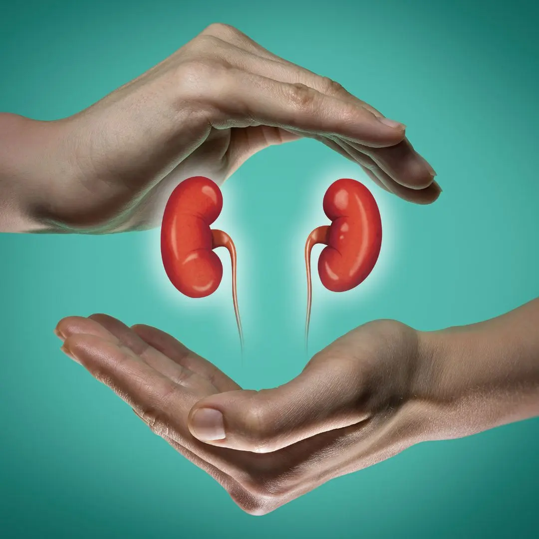 Kidney