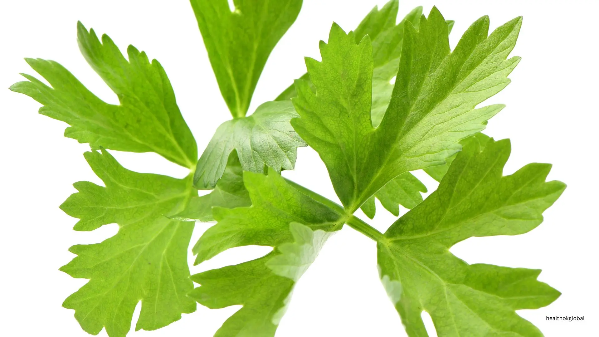 Celery Leaves