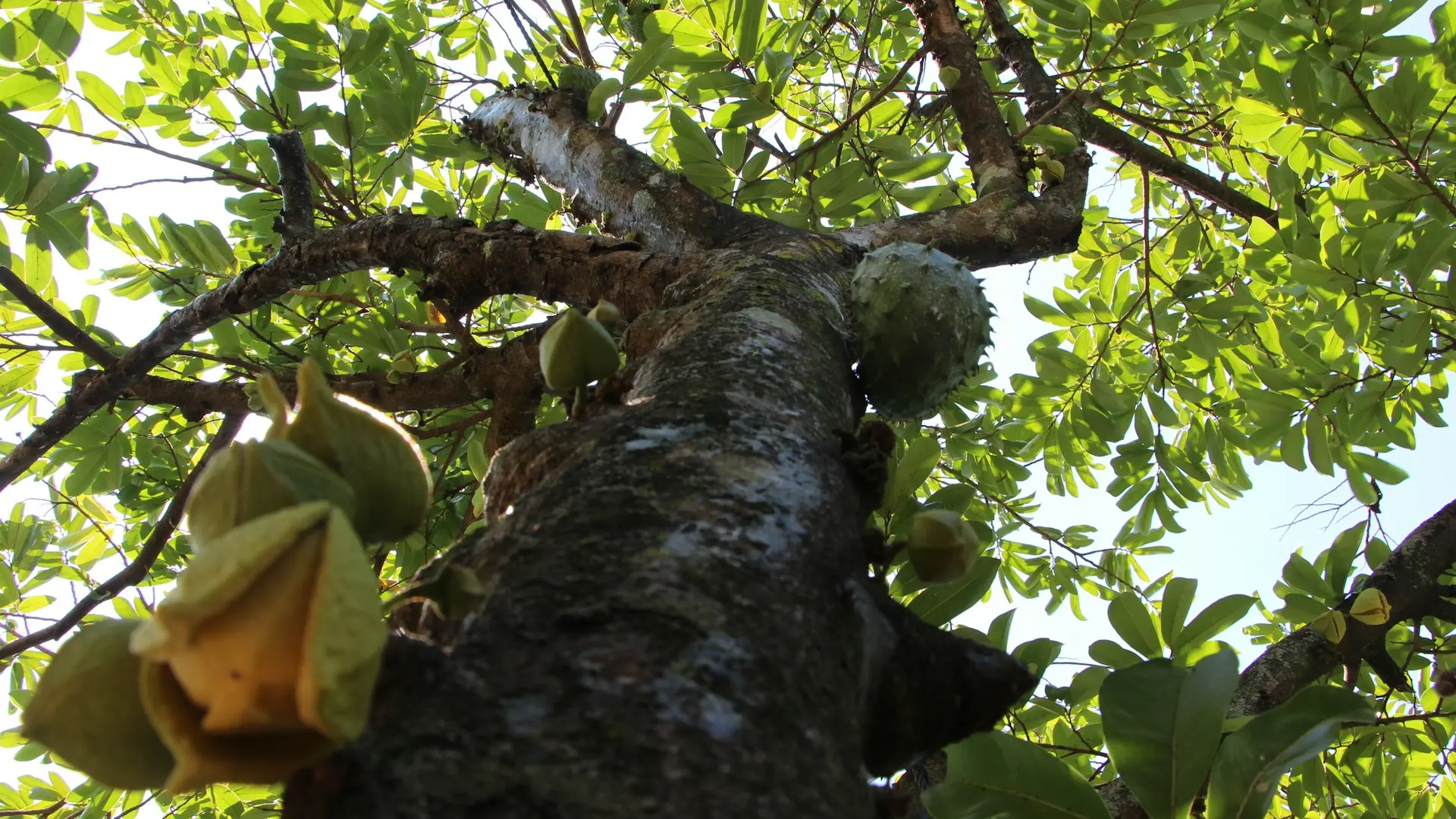 Soursop plant