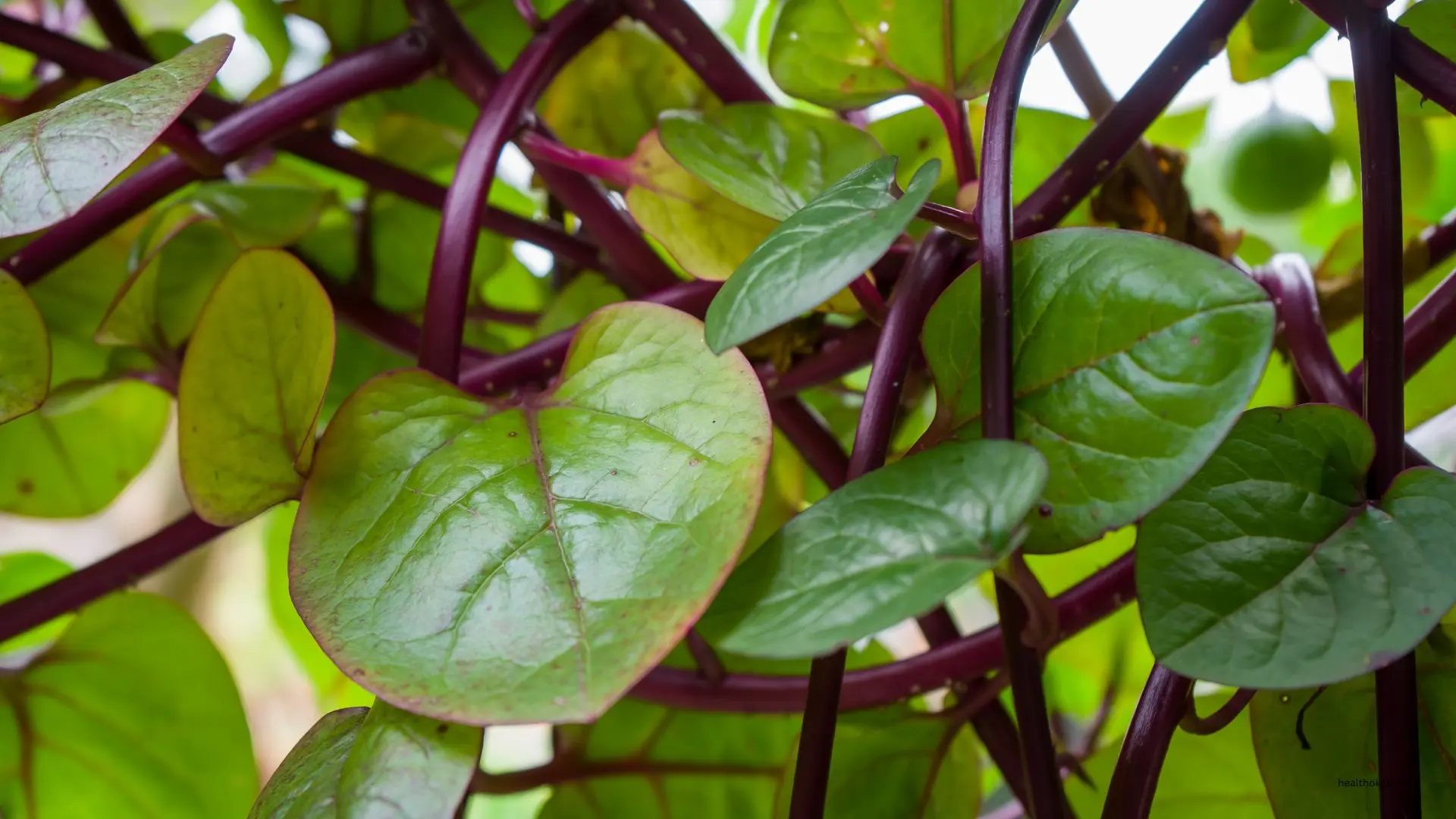 Close-up of fresh Malabar spinach leaves on vibrant red stems, showcasing the nutritious green leafy vegetable Basella alba in a natural garden setting.