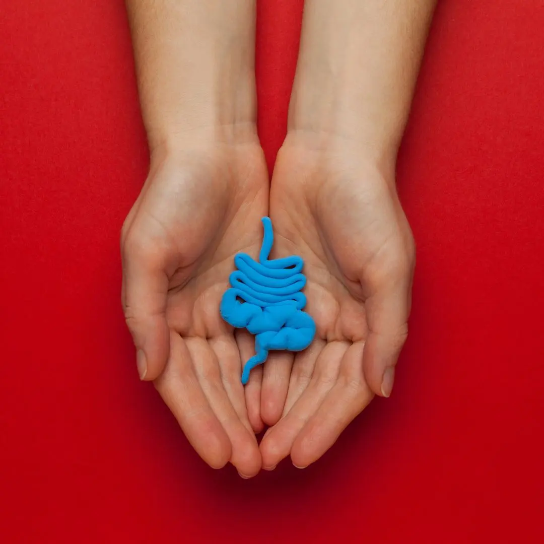 Hands holding a blue model of the digestive system against a red background, symbolizing digestive health, bowel care, and constipation relief strategies.