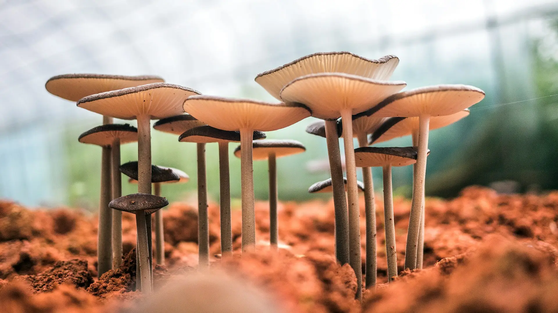 Close-up of medicinal mushrooms growing on rich soil in a greenhouse, highlighting their natural health benefits and use in mushroom coffee blends.